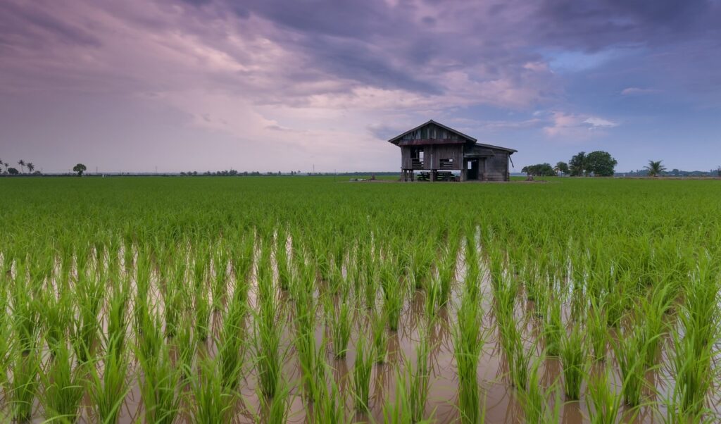 Tipos de cobertura do solo para agricultura sustentável